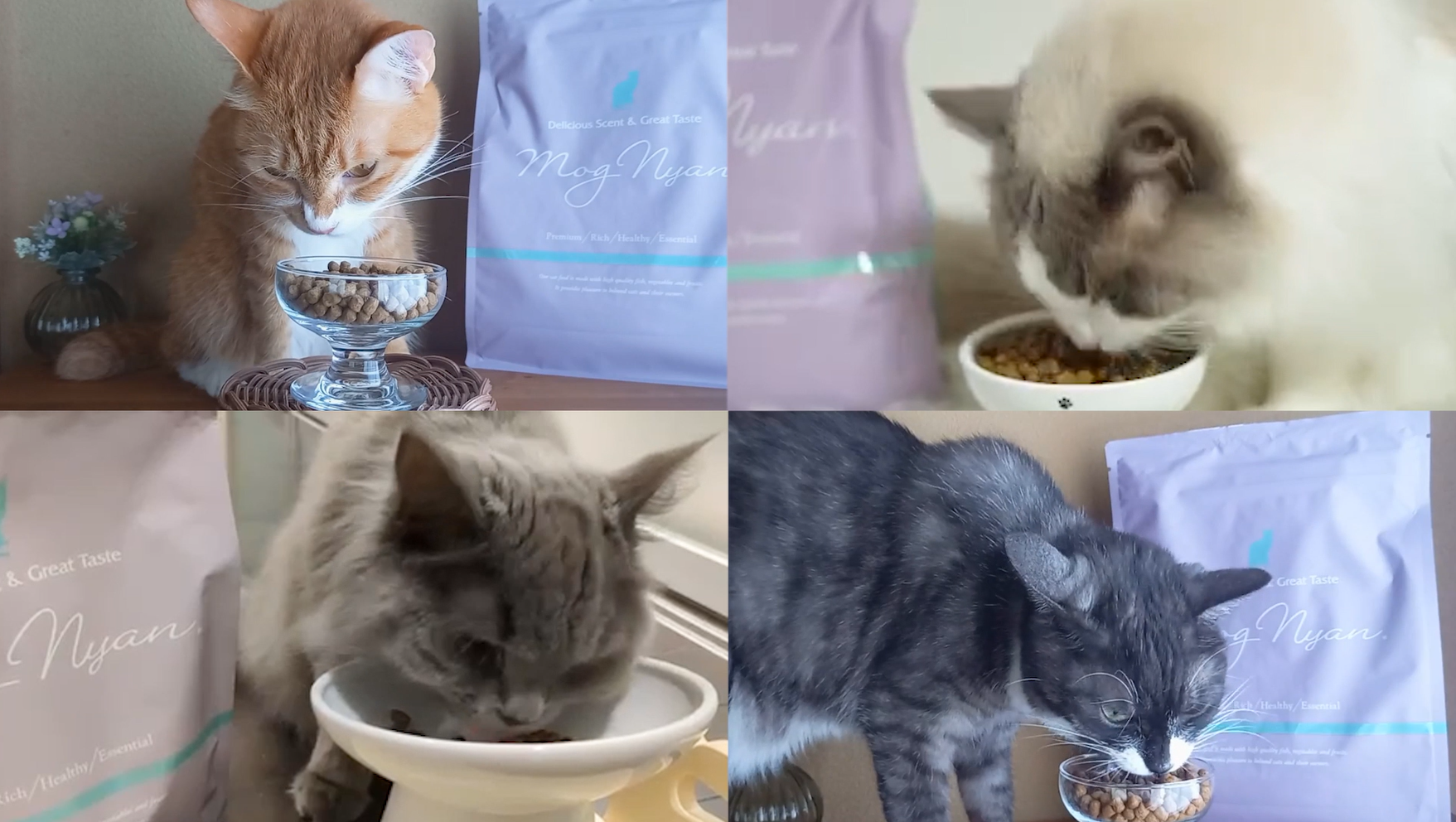モグニャン キャットフード 全猫種 全年齢対応 白身魚